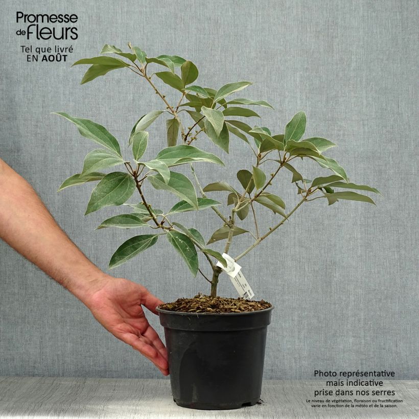 Ejemplar de Neolitsea sericea Pot de 4L/5L entregado en verano