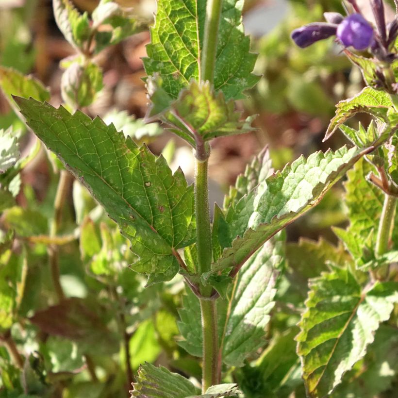 Nepeta Blue Dragon (Follaje)