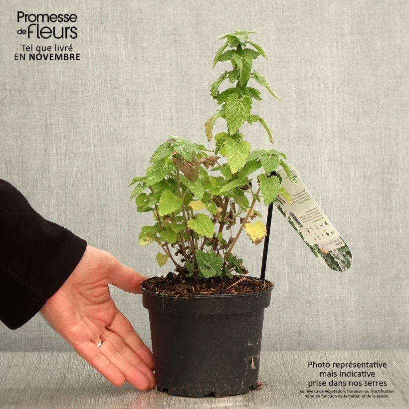 Ejemplar de Nepeta cataria Citriodora - Menta del Gato de Limón Maceta 1,5L/2L entregado en otoño