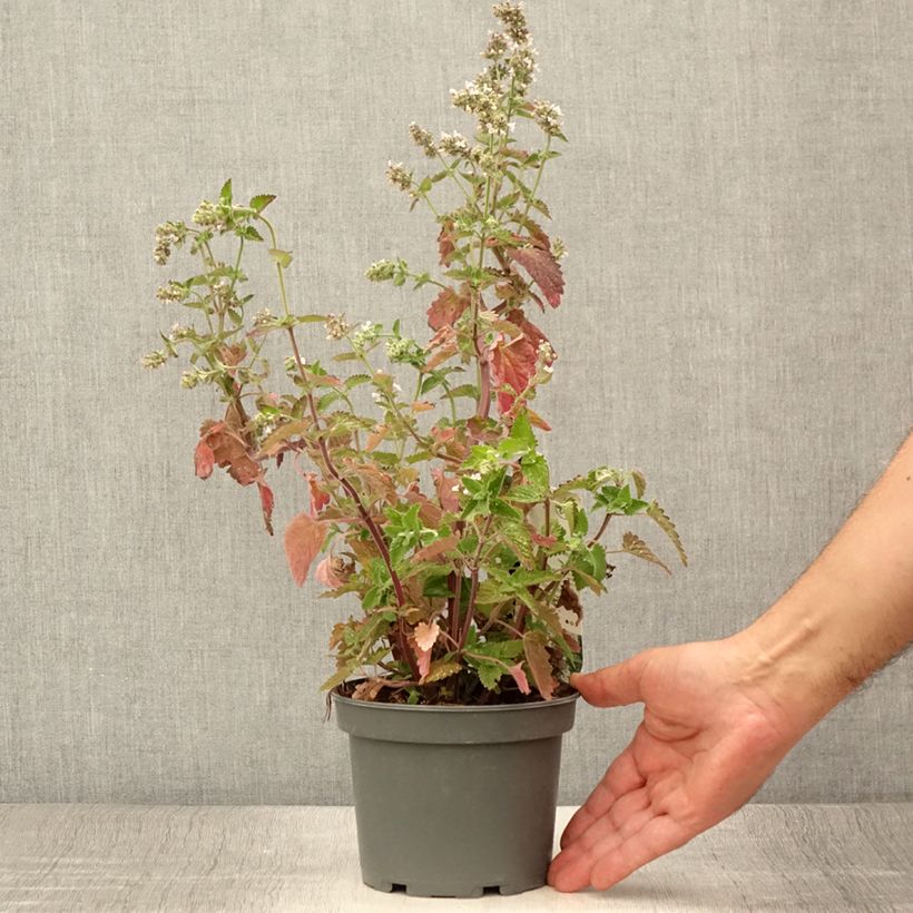 Ejemplar de Nepeta cataria Citriodora - Menta del Gato de Limón Maceta 1,5L/2L entregado en verano