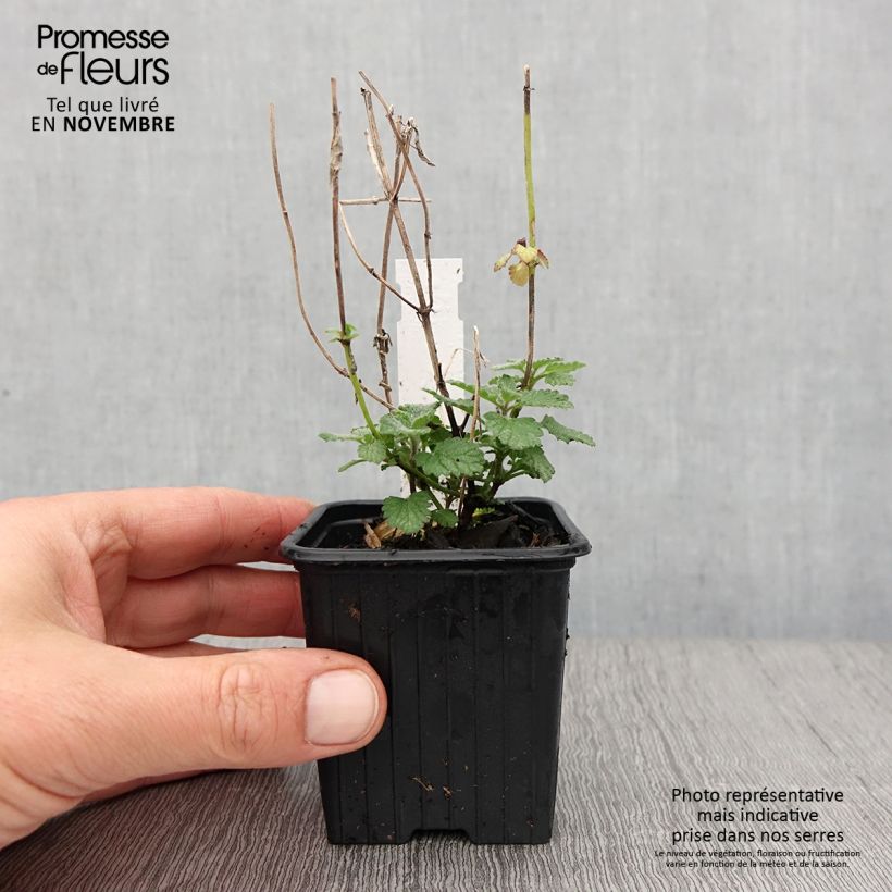 Ejemplar de Nepeta faassenii Cat's Meow Maceta de 8/9 cm entregado en otoño