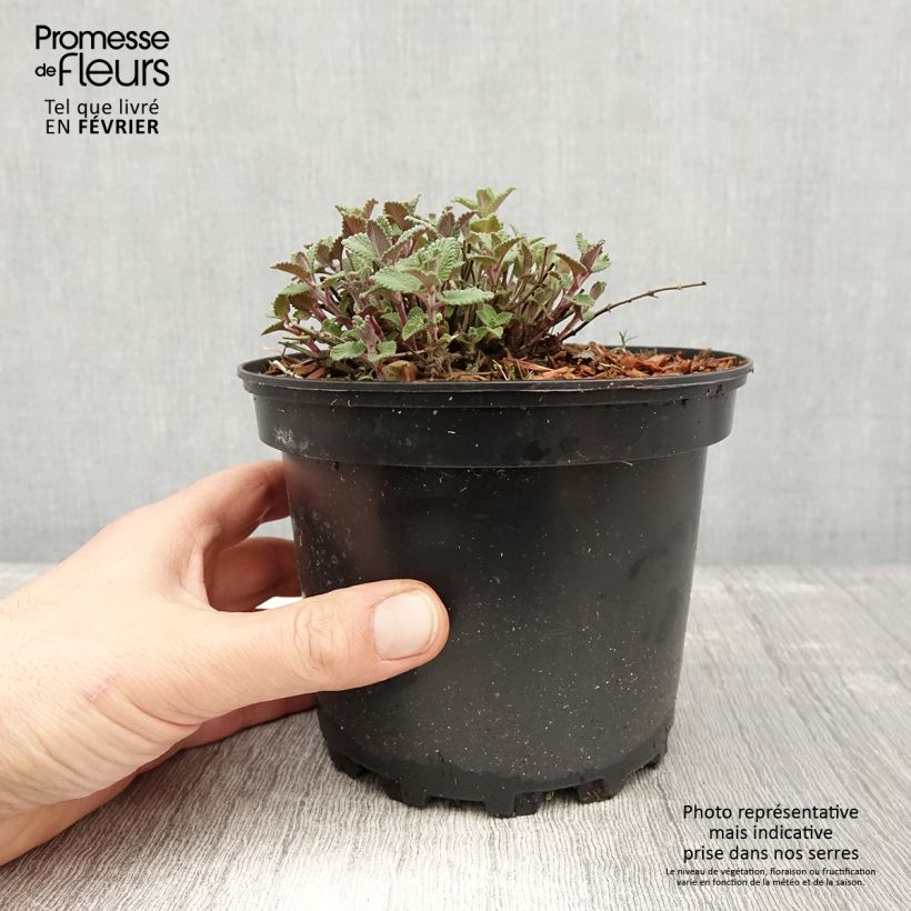 Nepeta faassenii - Hierba gatera Maceta 2L/3L Ejemplar entregado en invierno