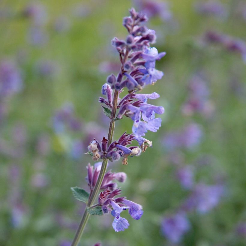 Nepeta faassenii Six Hill s Giant (Floración)