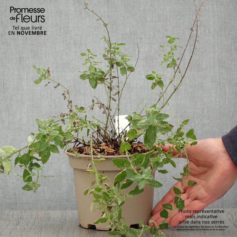 Ejemplar de Nepeta faassenii Walker's Low Maceta 2L/3L entregado en otoño