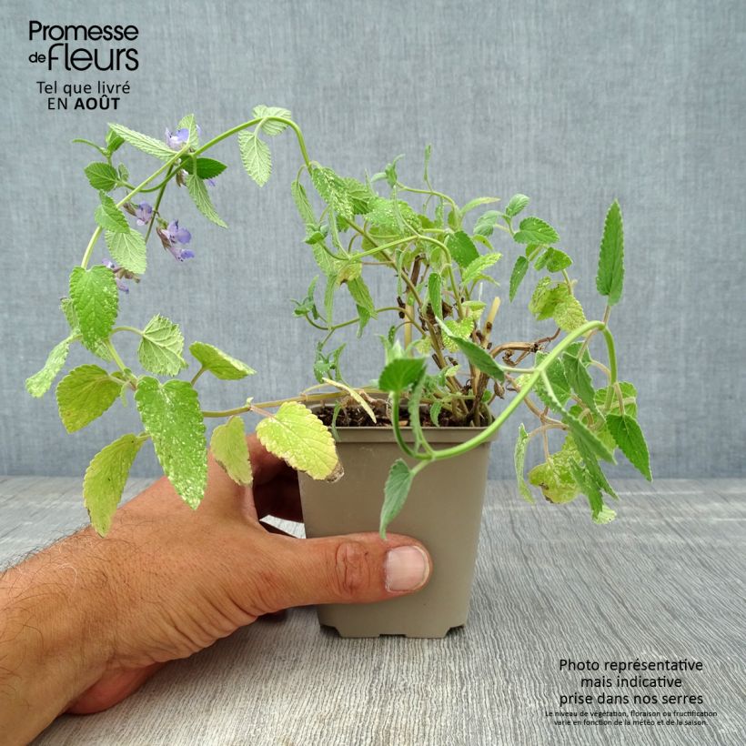 Ejemplar de Nepeta grandiflora Wild Cat Maceta de 8/9 cm entregado en verano