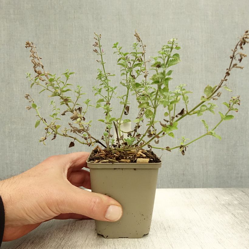 Ejemplar de Nepeta faassenii Kit Cat Maceta de 8/9 cm entregado en otoño