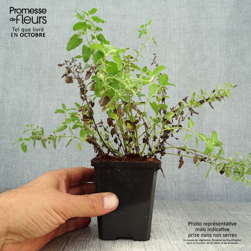 Ejemplar de Nepeta mussini Maceta de 8/9 cm entregado en otoño