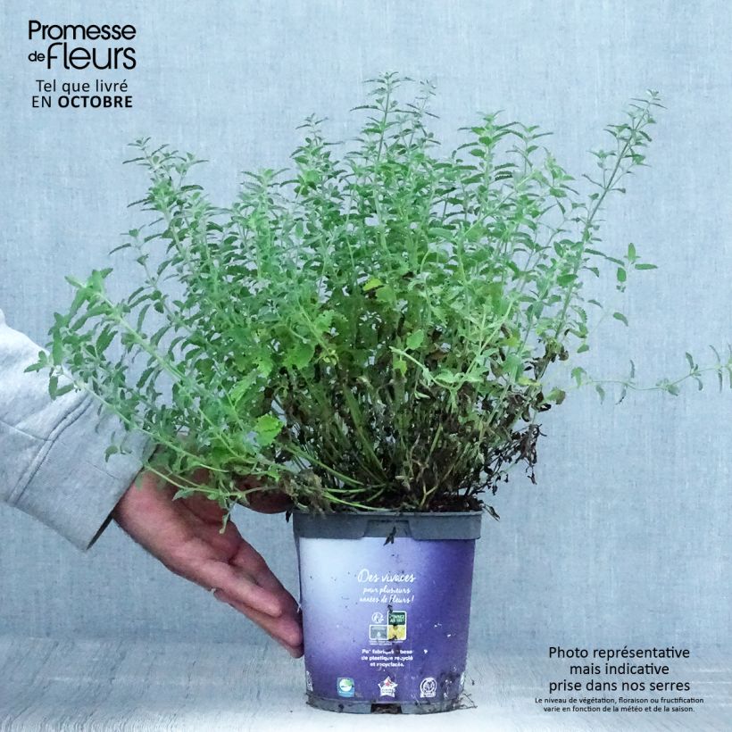 Ejemplar de Nepeta mussini Maceta 2L/3L entregado en otoño
