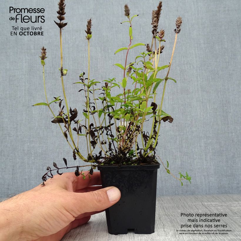 Ejemplar de Nepeta nervosa - Menta de gato Maceta de 8/9 cm entregado en otoño