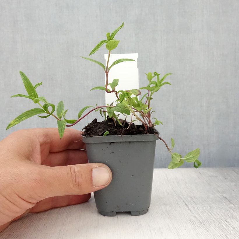 Ejemplar de Nepeta nervosa - Menta de gato Maceta de 8/9 cm entregado en verano