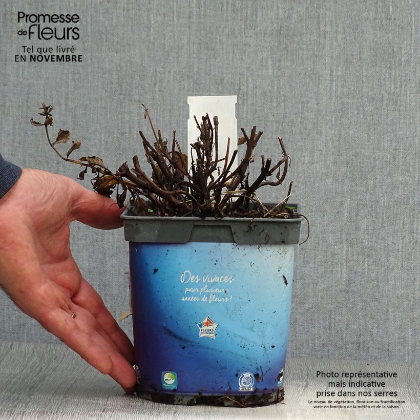 Ejemplar de Nepeta nervosa - Menta de gato Maceta 2L/3L entregado en otoño