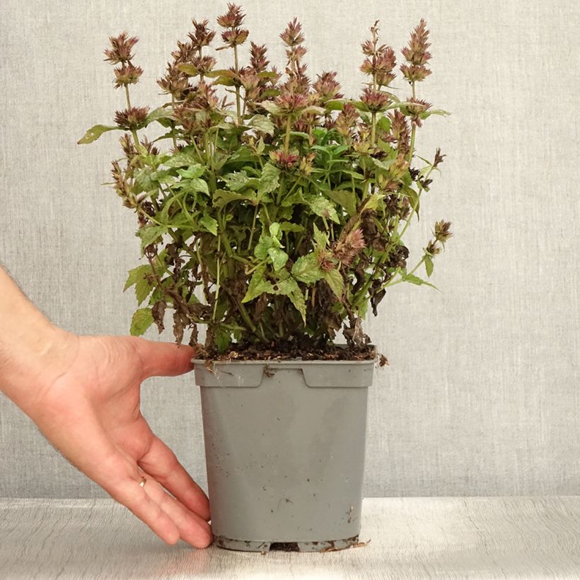 Ejemplar de Nepeta nervosa - Menta de gato Maceta 2L/3L entregado en verano