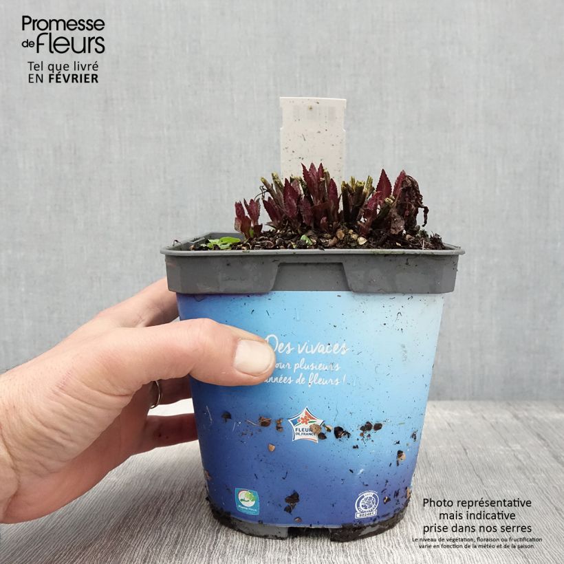 Nepeta nervosa Neptune Maceta 1,5L/2L Ejemplar entregado en invierno