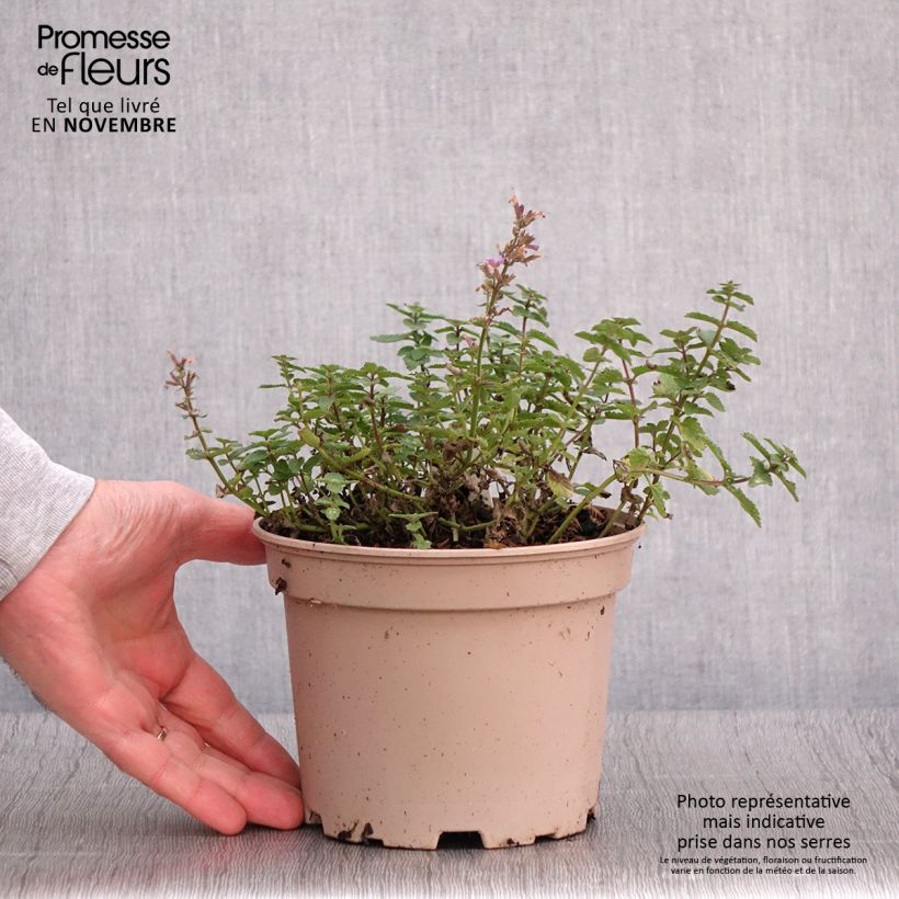 Ejemplar de Nepeta faassenii Purrsian Blue Maceta 2L/3L entregado en otoño