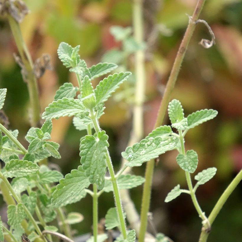 Nepeta racemosa Amelia (Follaje)