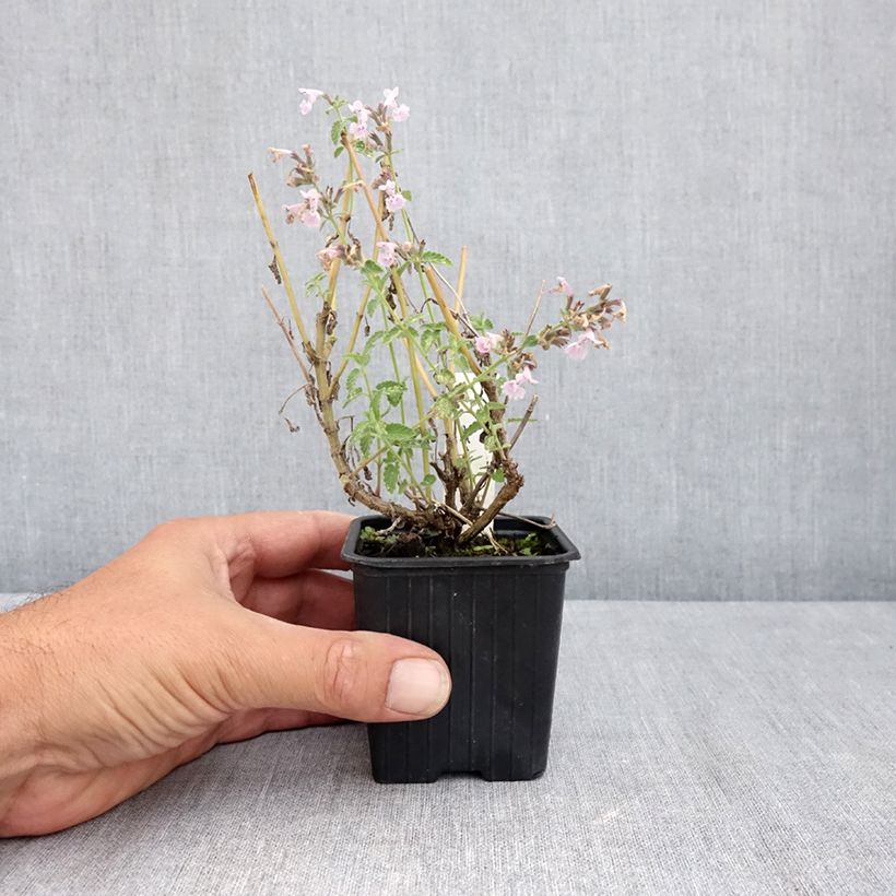 Ejemplar de Nepeta racemosa Amelia Maceta de 8/9 cm entregado en verano