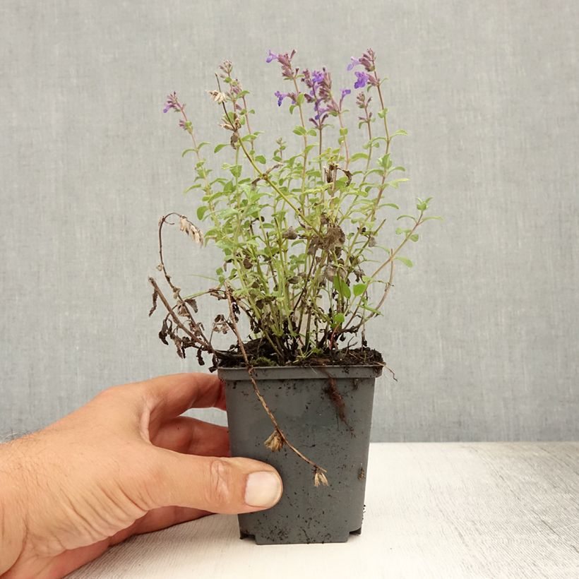 Ejemplar de Nepeta racemosa Grog Maceta de 8/9 cm entregado en verano