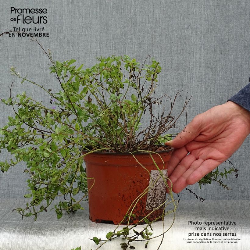 Ejemplar de Nepeta racemosa Grog Maceta 2L/3L entregado en otoño