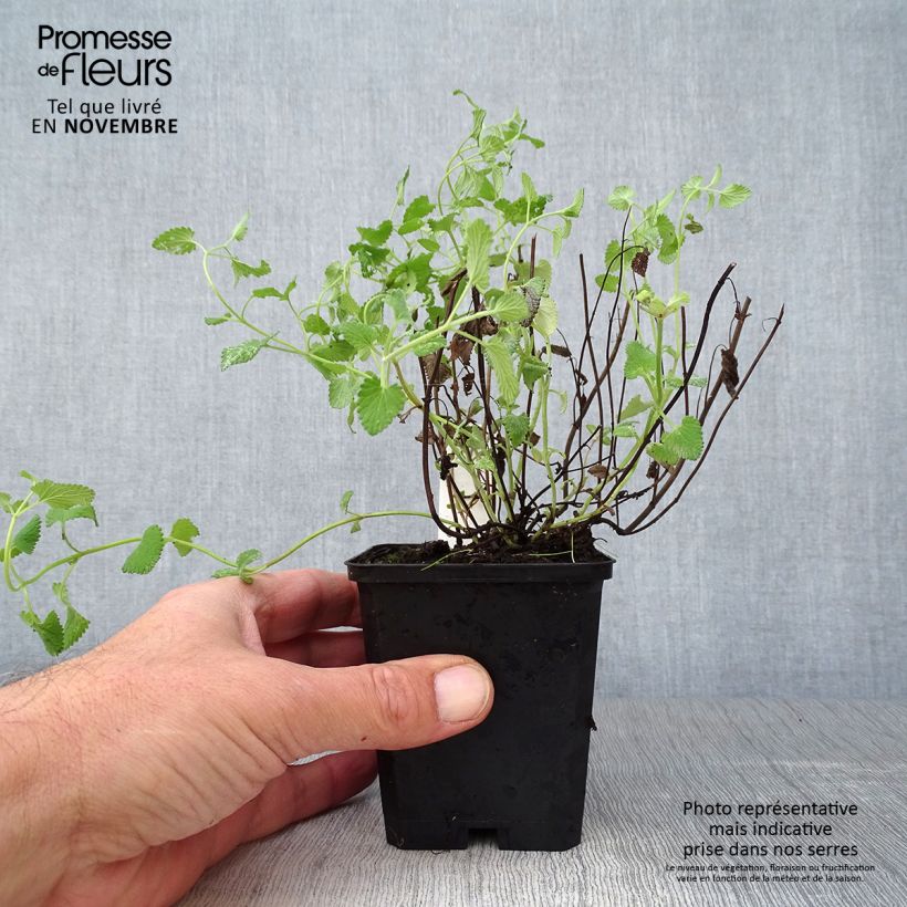 Ejemplar de Nepeta racemosa Superba Maceta de 8/9 cm entregado en otoño