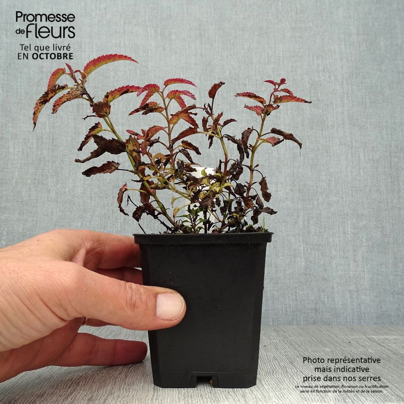Ejemplar de Nepeta sibirica Souvenir d Andre Chaudron Maceta de 8/9 cm entregado en otoño