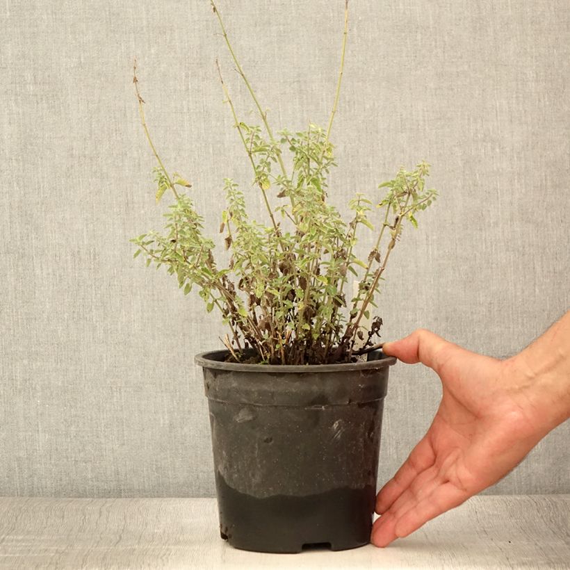 Ejemplar de Nepeta faassenii Dropmore Maceta 2L/3L entregado en verano