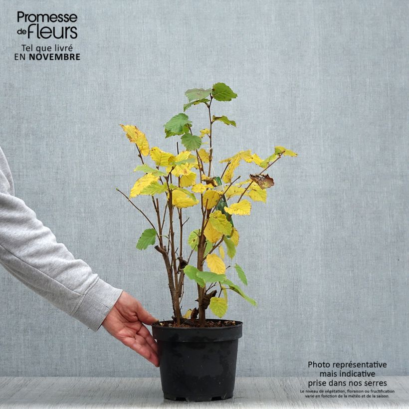 Ejemplar de Avellana - Corylus avellana Maceta 2L/3L entregado en otoño