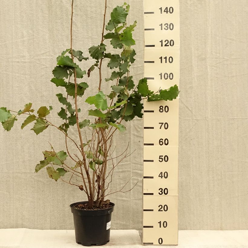 Ejemplar de Avellana - Corylus avellana Maceta 7,5L/10L entregado en otoño