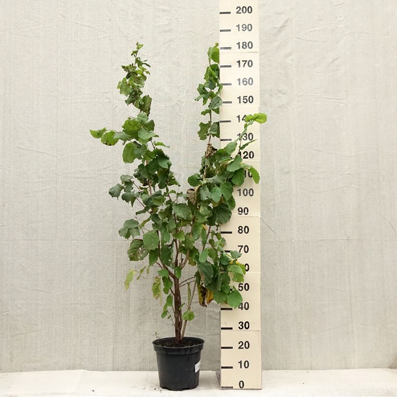 Ejemplar de Avellana - Corylus avellana Maceta 7,5L/10LAltura de entrega aprox. 80/100cm entregado en verano