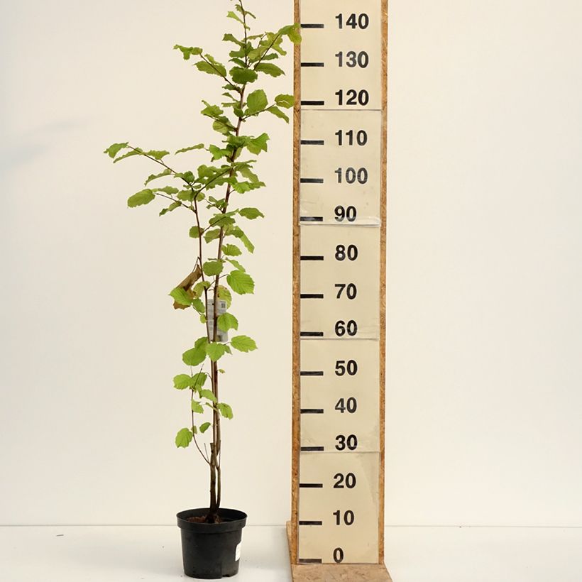 Ejemplar de Avellana - Corylus avellana Maceta 2L/3L entregado en verano