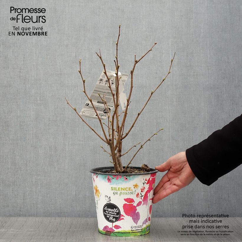 Ejemplar de Avellana Longue d'Espagne Maceta 3L/4L, Formación arbustiva entregado en otoño
