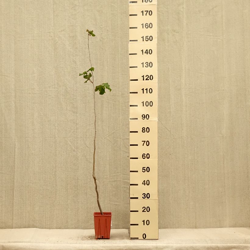 Ejemplar de Avellana Tonda Gentile Romana Maceta 1,5L/2L entregado en otoño