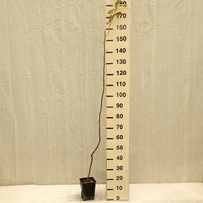 Ejemplar de Avellana Tonda Gentile Trilobata Maceta 1,5L/2L entregado en otoño
