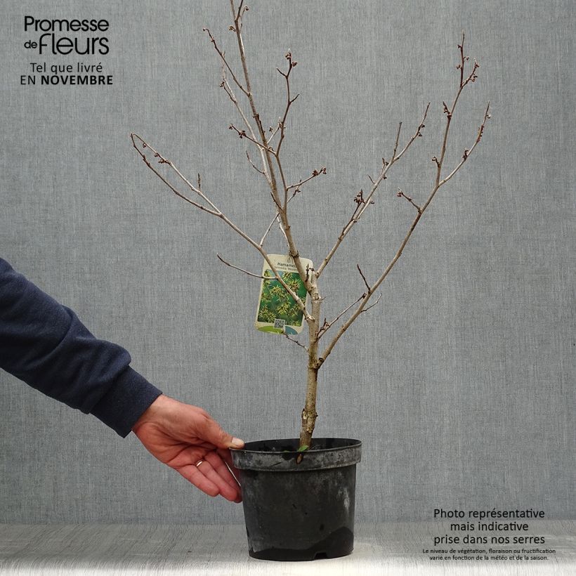 Ejemplar de Hamamelis intermedia Westerstede Maceta 3L/4L entregado en otoño