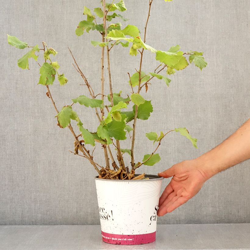 Ejemplar de Avellana Fertile de Coutard Maceta 3L/4L, Formación arbustiva entregado en verano