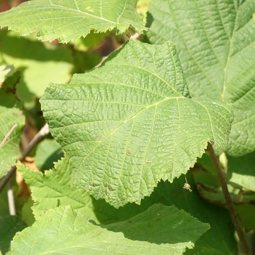 Avellana Fertile de Coutard (Follaje)