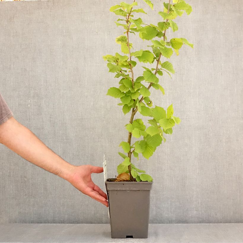 Ejemplar de Avellano de Lambert Géant de Halle - Corylus maxima Maceta 4L/5L, Formación arbustiva entregado en verano