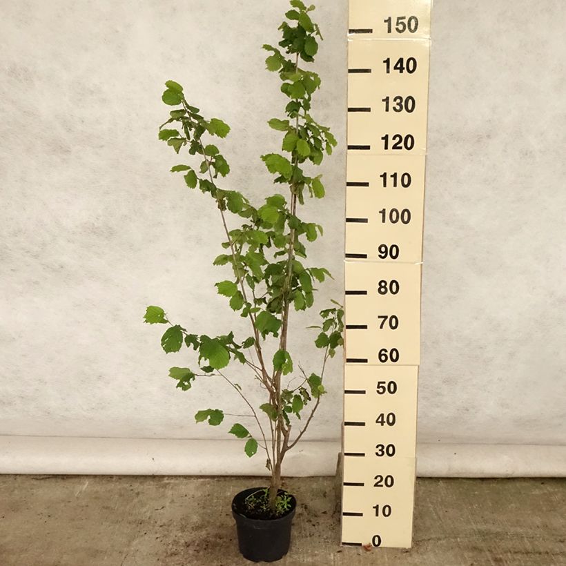 Ejemplar de Avellano de Lambert Géant de Halle - Corylus maxima Maceta 2L/3L entregado en verano