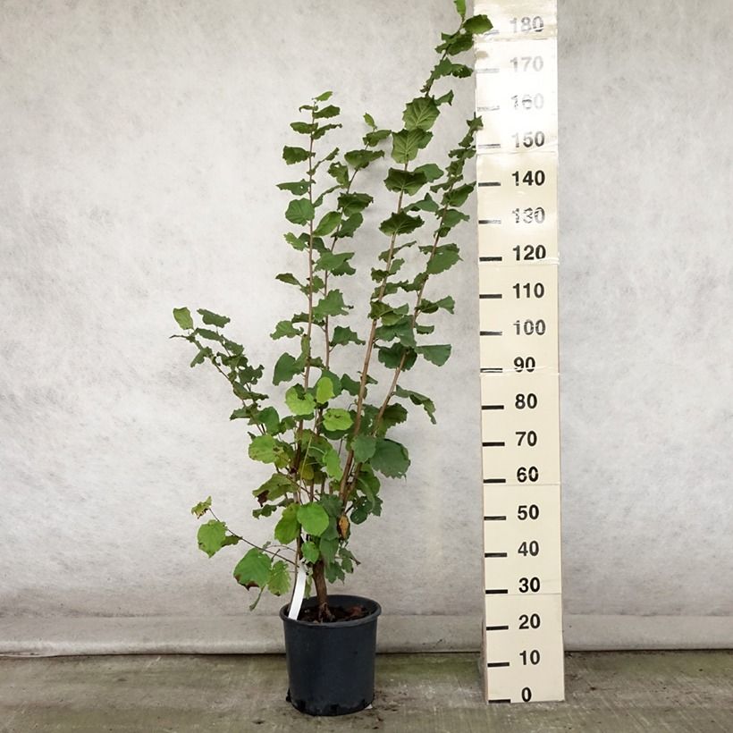 Ejemplar de Avellano de Lambert Géant de Halle - Corylus maxima Maceta 7,5L/10L entregado en verano