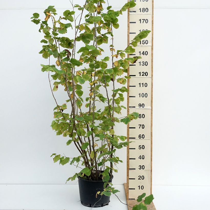 Ejemplar de Corylus avellana Syrena - Avellana Maceta 12L/15L entregado en verano