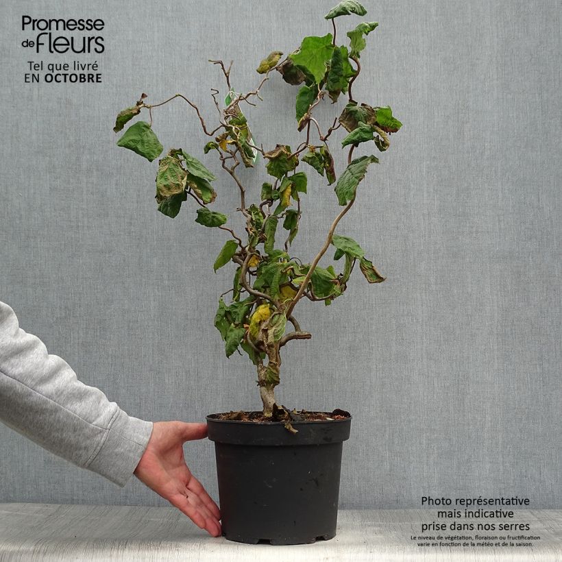 Ejemplar de Corylus avellana Contorta - Avellana Maceta 3L/4L entregado en otoño