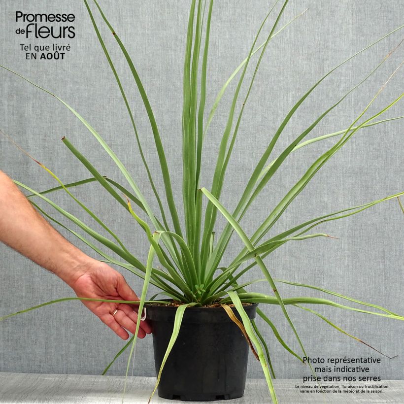 Ejemplar de Nolina nelsonii - Noline bleue Pot de 3L/4L entregado en verano