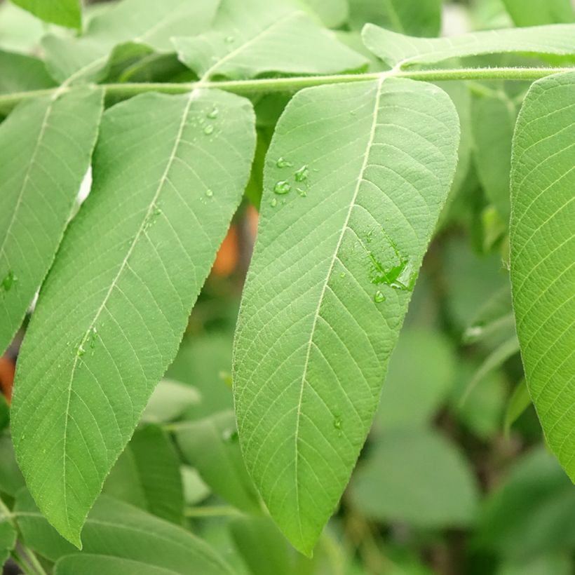 Nogal blanco americano - Juglans cinerea (Follaje)