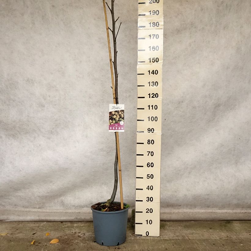 Ejemplar de Nogal negro Corne Maceta 18L/20L, Arból joven entregado en otoño