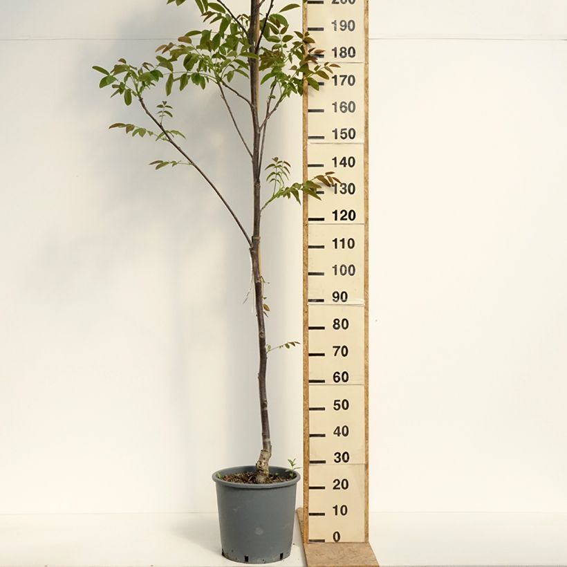 Nogal común Weinsberg 1 Maceta 18L/20L, Arból jovenAltura de entrega aprox. 200/+cm Ejemplar entregado en la primavera