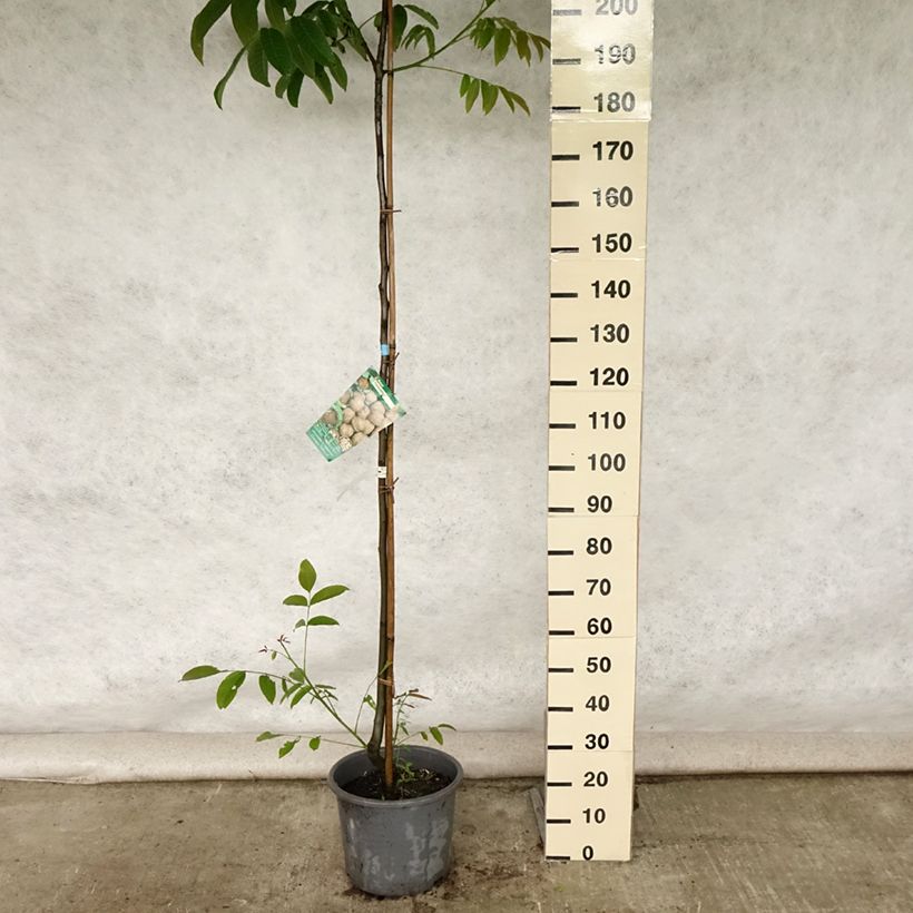 Ejemplar de Nogal común Parisienne Maceta 18L/20L, Arból jovenAltura de entrega aprox. 150/175cm entregado en verano