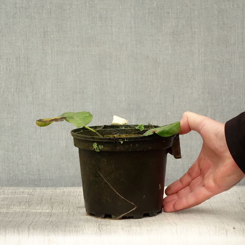 Ejemplar de Nenúfar Alba Delicata - Nymphaea Maceta 1,5L/2L entregado en otoño