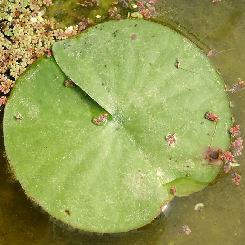 Nenúfar Almost Black - Nymphaea (Follaje)