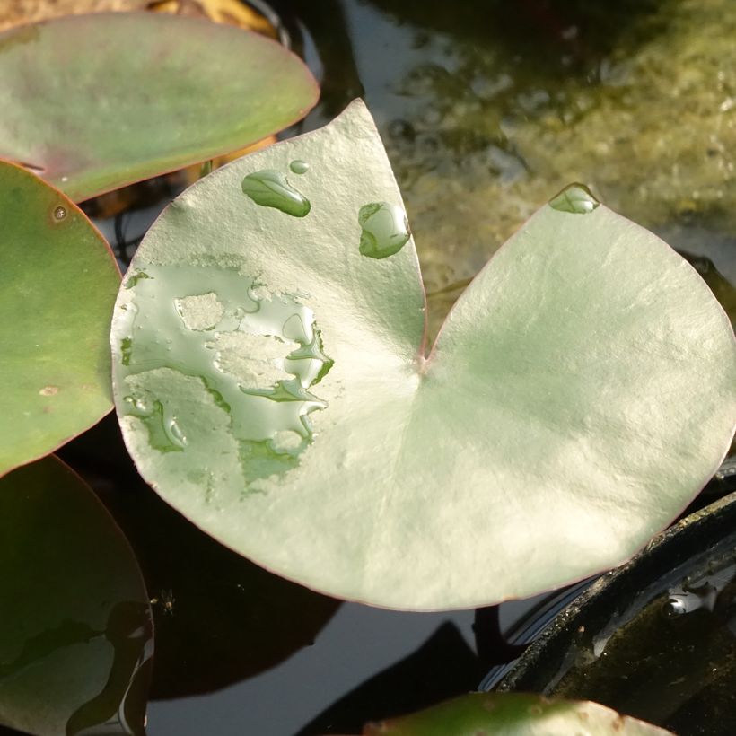 Nenúfar Amabilis - Nymphaea (Follaje)
