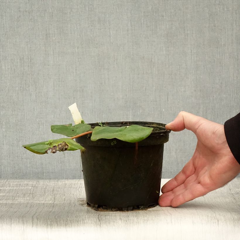 Ejemplar de Nenúfar Amabilis - Nymphaea Maceta 1,5L/2L entregado en otoño