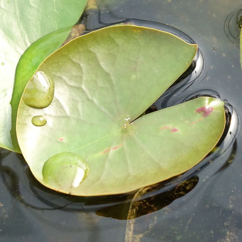 Nenúfar American Star - Nymphaea (Follaje)